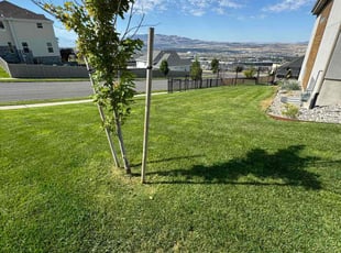 Nelia M.'s turf maintenance service result