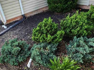 Elizabeth L.'s Flower Bed Weeding service result