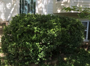 Jenny L.'s Bush Trimming service result