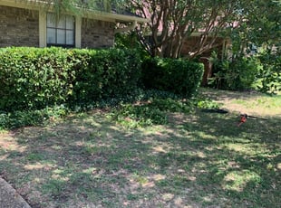 Muriel V.'s Bush Trimming service result