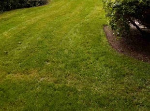 Theodore C.'s lawn care services service result