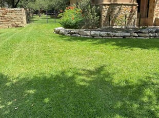 Mina B.'s grass maintenance service result