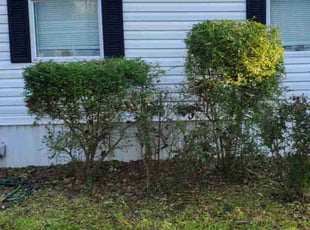 Kimberley C.'s Bush Trimming service result