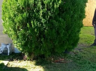 Fadi H.'s Bush Trimming service result