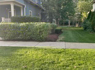 Yvonne S.'s turf care service result