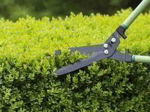 Carol M.'s Bush Trimming service result