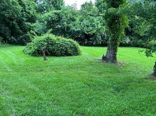 Rahni J.'s turf care service result