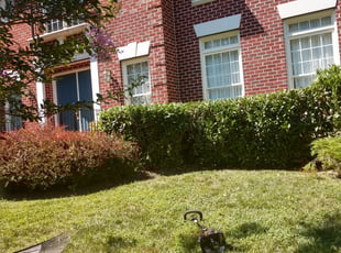 Tatyana F.'s Bush Trimming service result