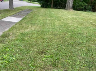 Courtney W.'s lawn service service result