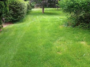 Heidi F.'s lawn care service result