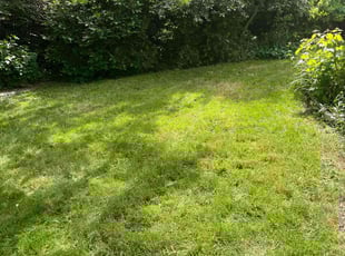 Andre O.'s grass cutting service result
