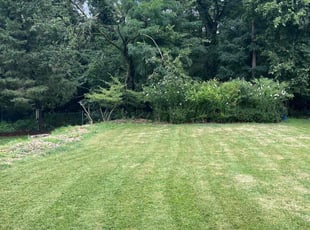 Mary B.'s lawn maintenance service result