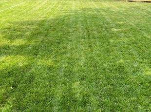 Hans A.'s lawn care services service result