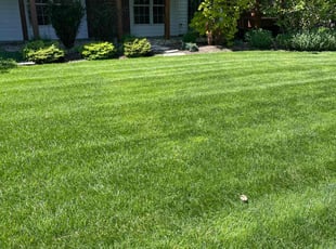 Pat c.'s lawn maintenance service result