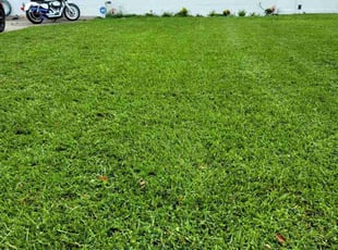 Diane M.'s turf maintenance service result