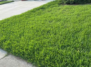 Theresa R.'s turf care service result