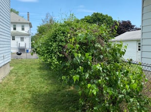 Danny N.'s Bush Trimming service result