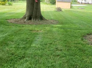 Julie M.'s lawn care services service result
