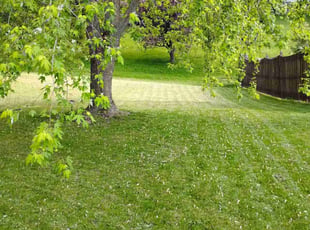 Jaqueez W.'s lawn care services service result