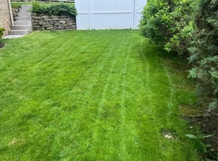 Damien M.'s turf care service result