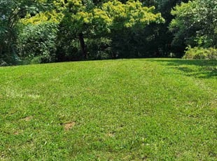 Lottie F.'s lawn maintenance service result
