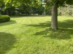 Mohammad B.'s grass maintenance service result