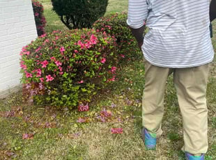 Tammy M.'s Bush Trimming service result