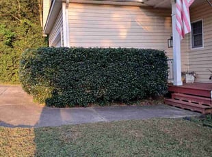 Peter N.'s Bush Trimming service result