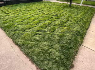 Suzuanna B.'s lawn service service result