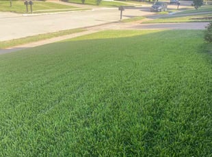 Antony S.'s grass cutting service result