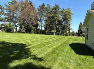 Sandeep M.'s lawn care service result