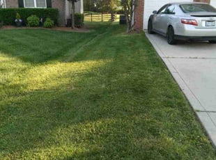 Dawn C.'s grass maintenance service result