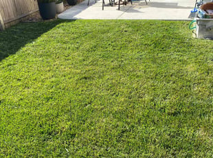 Carmen M.'s turf maintenance service result