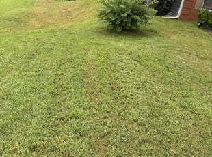 Dane H.'s lawn care service result