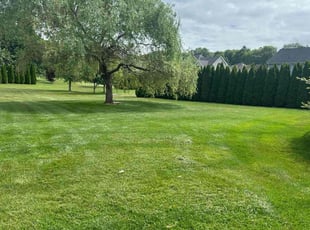 Anne-Kathrin D.'s lawn care service result