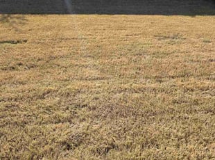 Mat B.'s grass cutting service result