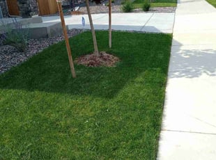 Anita W.'s turf care service result