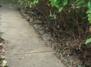 Djara I.'s Bush Trimming service result
