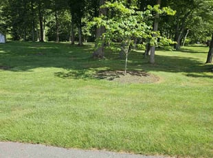 Steve T.'s grass maintenance service result