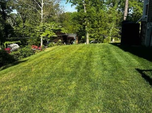 Dave R.'s grass cutting service result