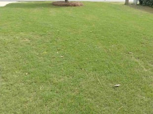Brian A.'s turf maintenance service result