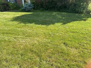 Francine D.'s lawn maintenance service result