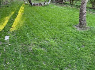 Jody S.'s grass cutting service result