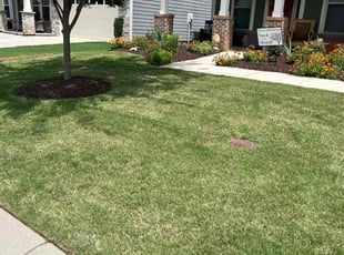 Jada W.'s turf care service result