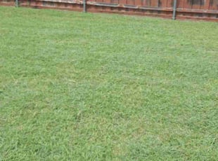 Nate J.'s lawn service service result