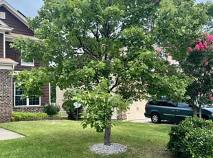 Darren G.'s turf maintenance service result