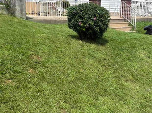 Mary M.'s Bush Trimming service result
