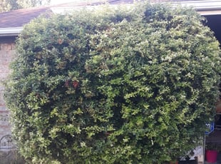 Jorge R.'s Bush Trimming service result