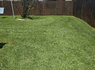 Karym T.'s grass maintenance service result
