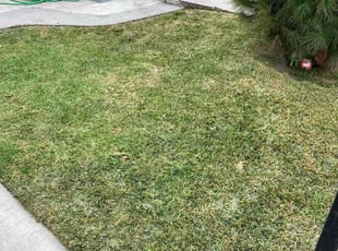 Kenyah D.'s grass cutting service result